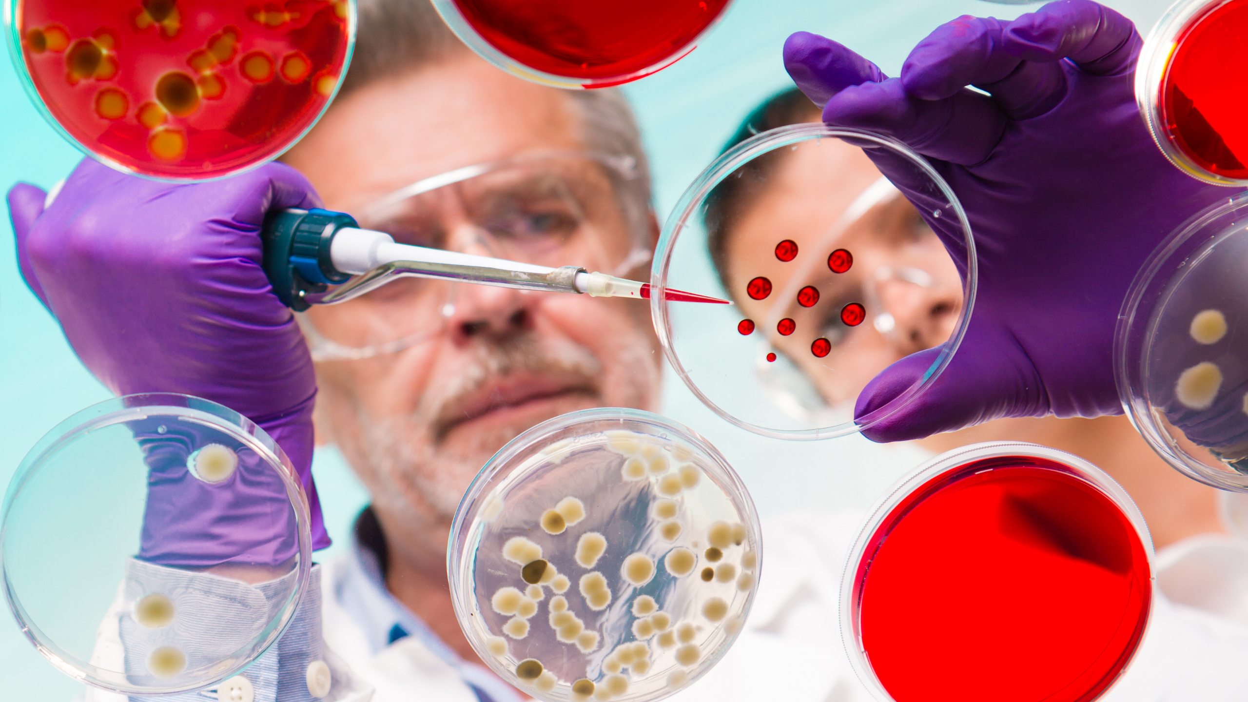 Life scientist dropping red drops in a petri dish